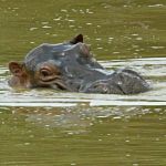 Colômbia pagará R$ 18,5 milhões para remover 70 hipopótamos de Pablo Escobar