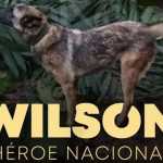 #VamosPorWilson; campanhas de busca ao cão herói se intensificam nas redes sociais