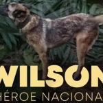 #VamosPorWilson; campanhas de busca ao cão herói se intensificam nas redes sociais