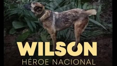 "Operação Esperança" tenta encontrar cachorro que ajudou a salvar crianças colombianas