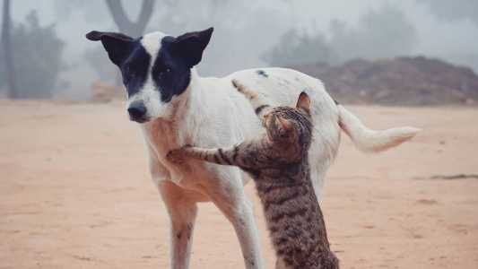 Oportunidade para vacinar animais de estimação em Mariana