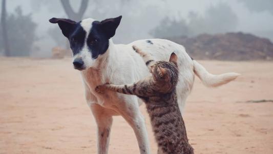 Oportunidade para vacinar animais de estimação em Mariana
