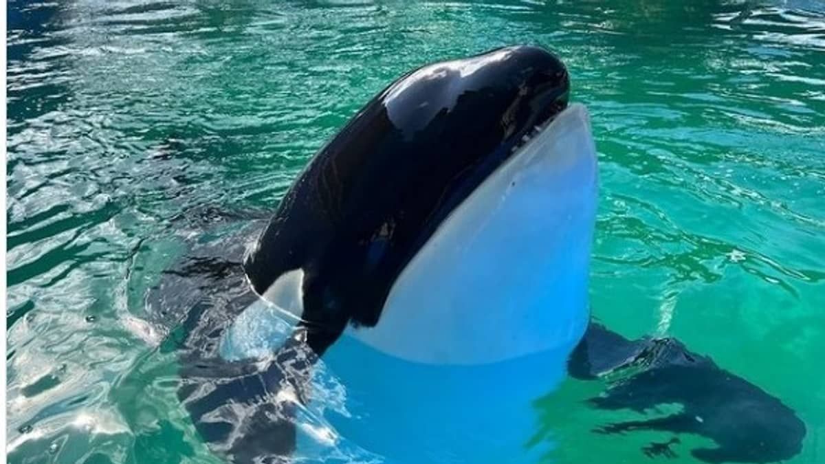 Orca Lolita morre em Miami após passar mais de 50 anos em cativeiro
