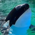Orca Lolita morre em Miami após passar mais de 50 anos em cativeiro