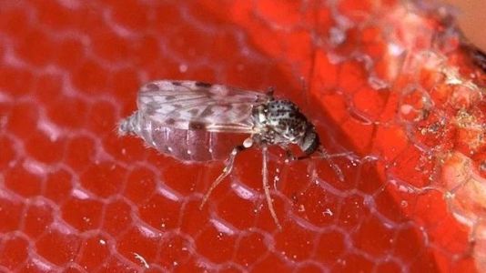 Casos de febre Oropouche na região norte em 2024 já são três vezes maior que todo ano passado | CNN Brasil
