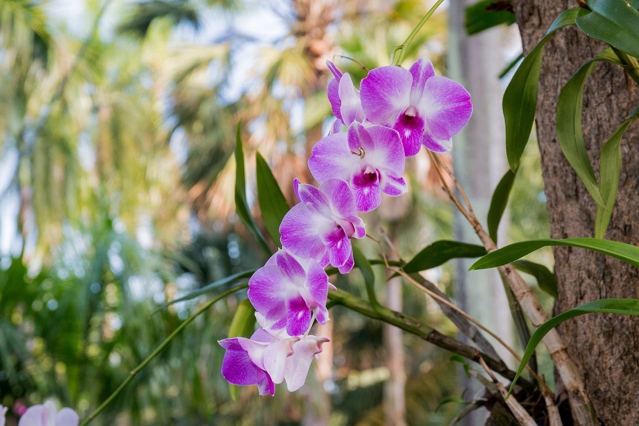 23ª Exposição Anual de Orquídeas começa hoje em Montes Claros
