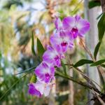 23ª Exposição Anual de Orquídeas começa hoje em Montes Claros