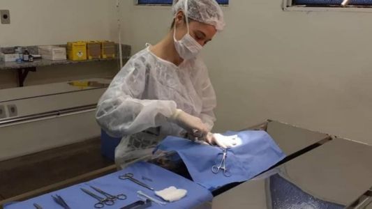 Os animais devem ter no mínimo 4 meses de idade e no máximo 8 anos