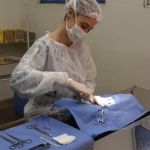 Castrações de cães e gatos podem ser agendadas na próxima segunda-feira