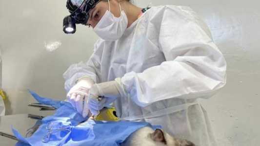 Os animais elegíveis a se submeterem à cirurgia devem ter no mínimo 4 meses de idade e no máximo oito anos