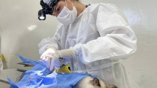 Os animais elegíveis a se submeterem à cirurgia devem ter no mínimo 4 meses de idade e no máximo oito anos