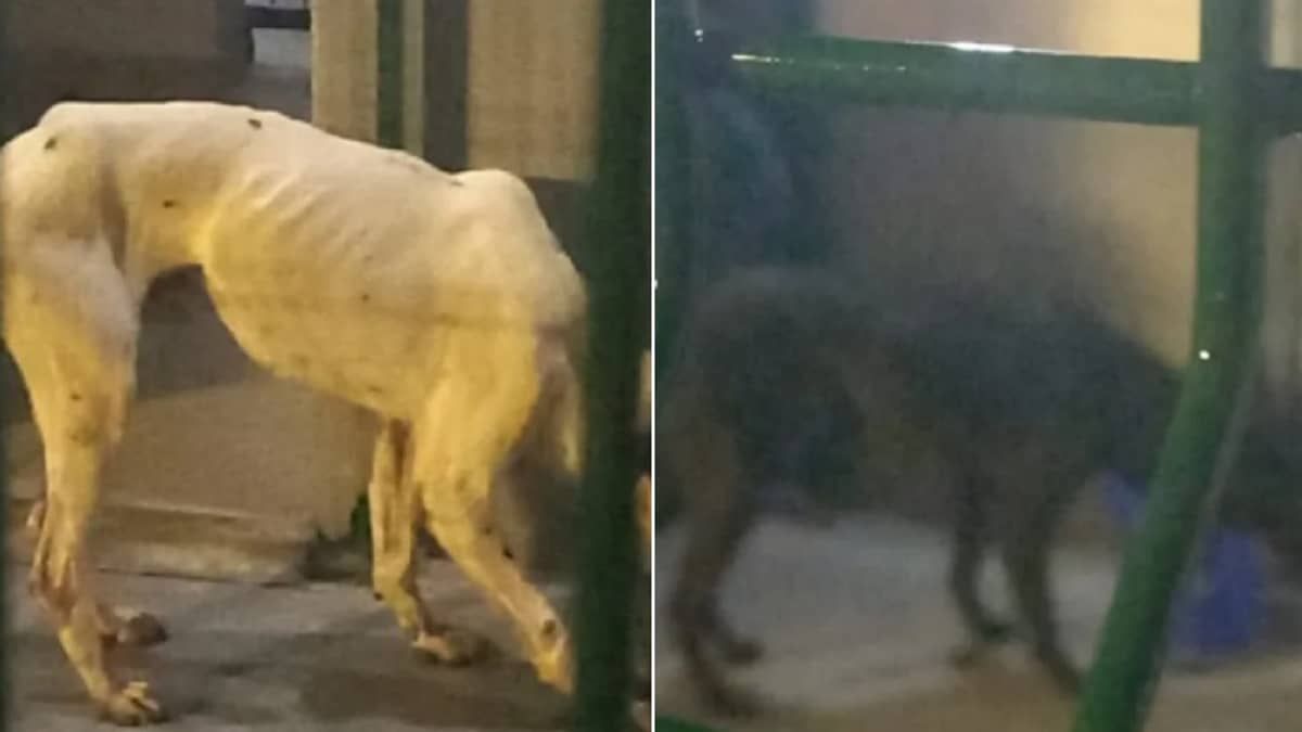 Cães são encontrados presos em contêiner que partiria de SC para a China