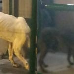 Cães são encontrados presos em contêiner que partiria de SC para a China