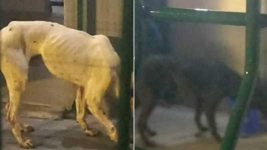 Os animais estavam desnutridos e foram atendidos por médicos veterinários