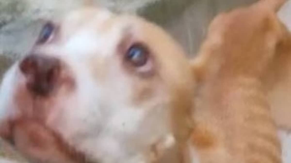 Homem é preso suspeito de maltratar dois cães da raça pitbull no Sul do Estado  