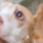 Homem é preso suspeito de maltratar dois cães da raça pitbull no Sul do Estado  