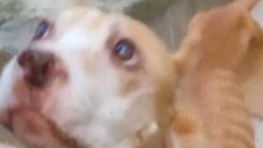 Os animais estavam magros e em local sujo com fezes e urina