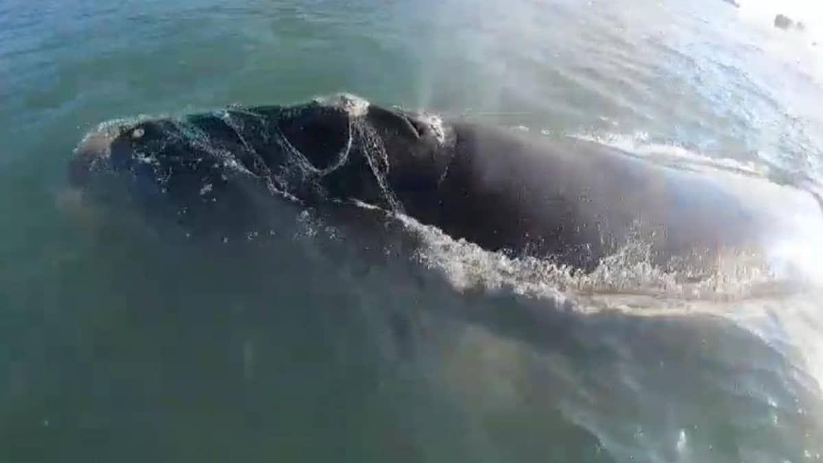 PM Ambiental resgata mãe e filhote de baleias no Porto de Santos (SP)