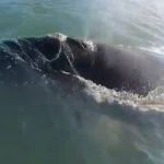 PM Ambiental resgata mãe e filhote de baleias no Porto de Santos (SP)