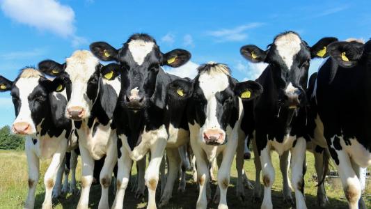 Os animais foram eletrocutados por um cabo de energia que caiu na propriedade