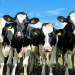 Fazendeiro será indenizado em R$ 25 mil por morte de vacas causada por choque em Minas