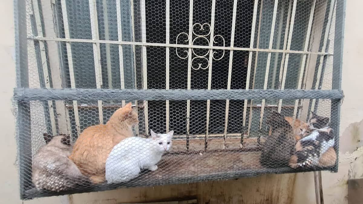 Polícia resgata 35 gatos e uma cadela e prende casal por maus-tratos em Minas Gerais