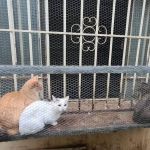 Polícia resgata 35 gatos e uma cadela e prende casal por maus-tratos em Minas Gerais