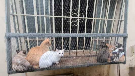 Os animais foram encaminhados para pessoas que se responsabilizaram pela guarda