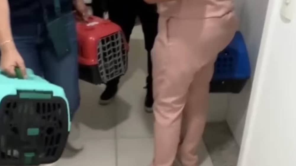 Vídeo: polícia investiga Bruna Surfistinha por abandono de animais