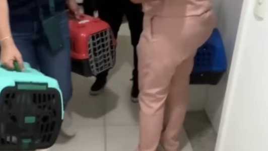 Os animais foram resgatados e encaminhados para uma ONG em SP.