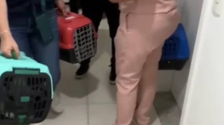 Os animais foram resgatados e encaminhados para uma ONG em SP.