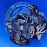 Vídeo: gambá e nove filhotes são resgatados em lote vago no Norte de Minas