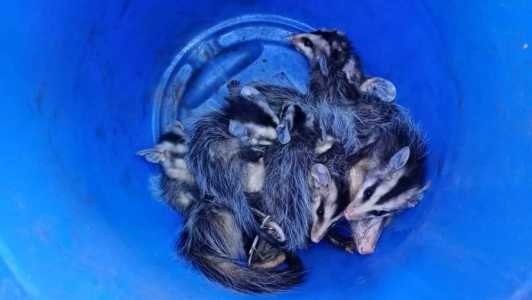 Os animais foram resgatados em segurança