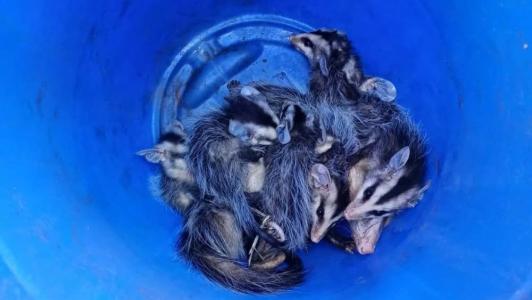 Os animais foram resgatados em segurança