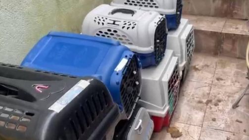 Os animais foram resgatados com sinais de maus tratos, dois cães estavam mortos no local.