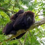Ameaçados de extinção, macacos bugios são vistos em parque no Sul de Minas