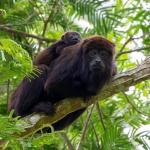 Ameaçados de extinção, macacos bugios são vistos em parque no Sul de Minas