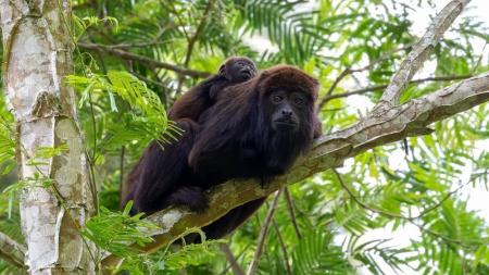 Os animais foram vistos no Parque Estadual Nova Baden