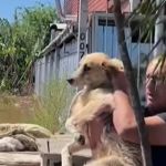 Vídeo: cães comunitários são resgatados após ficarem ilhados no RS