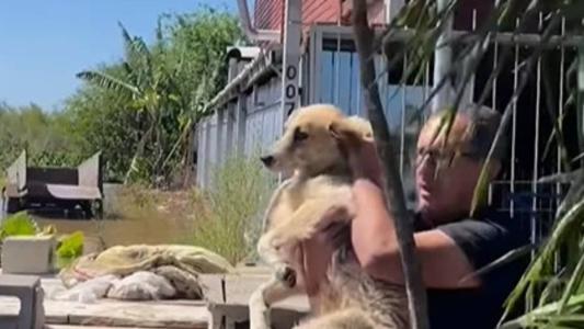Os animais passam bem e foram resgatados em segurança