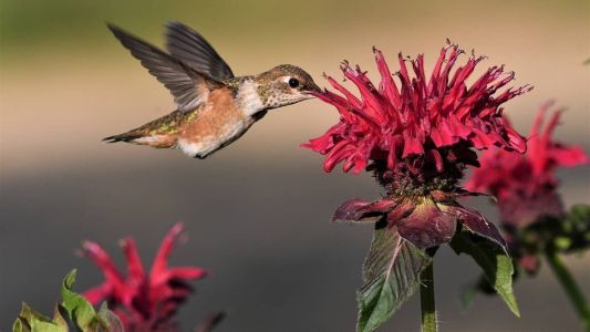 Os beija-flores comem 80% de sua massa corporal por dia em néctar. Isso faz com que eles queimem o álcool e o metabolizam muito rapidamente.