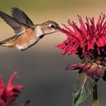 Os Beija-flores se embriagam? Estudo diz que espécie consome néctar alcoólico; entenda