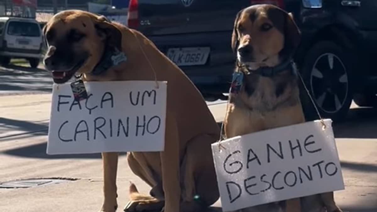 Vídeo: posto de gasolina oferece desconto para quem fizer carinho em cachorros