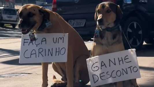Os cães fizeram parte da ação do posto de gasolina