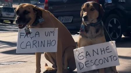 Os cães fizeram parte da ação do posto de gasolina