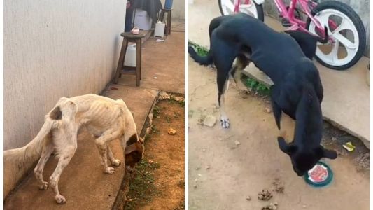 Os cães foram encontrados em situação de extrema magreza