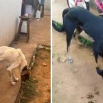 Cães são resgatados em situação de maus-tratos em Minas; casal é preso suspeito pelo crime