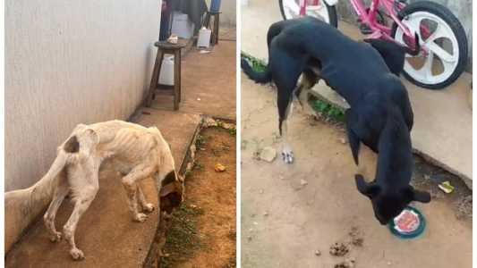 Os cães foram encontrados em situação de extrema magreza