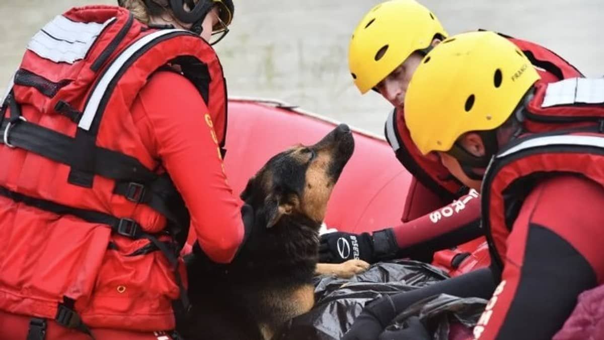 Cachorro aquece tutor com hipotermia durante resgate em SC 