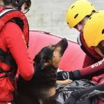 Cachorro aquece tutor com hipotermia durante resgate em SC 